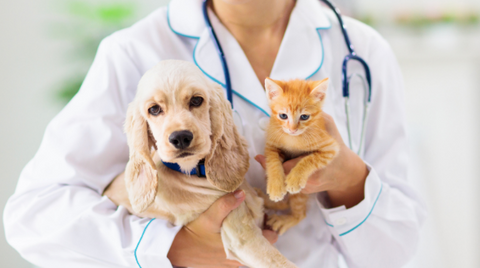 A picture of a vet holding a cat and a dog.