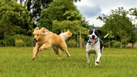 A picture of two dogs running in the park.