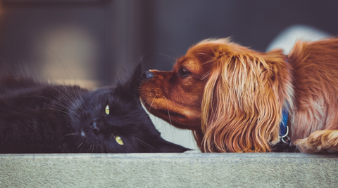 A cat and a dog are lying down; the dog is smelling the cat's ear.