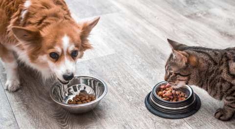 A cat and a dog are eating.
