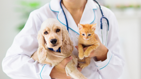 A vet holding a cat and a dog.