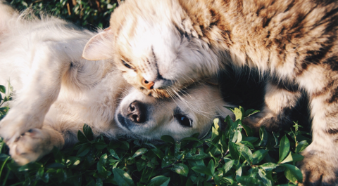 It's an incredibly cute picture of a dog and a cat lying in the grass.