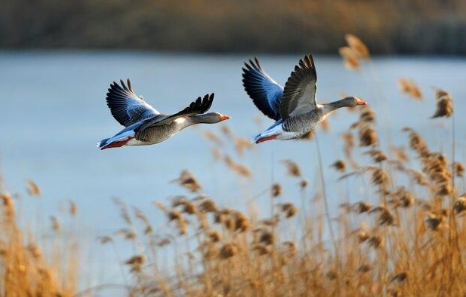 Picture of birds flying in the wild.