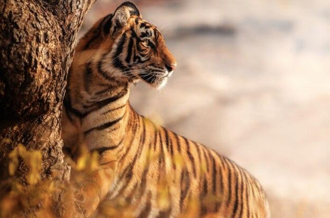 Picture of a tiger.