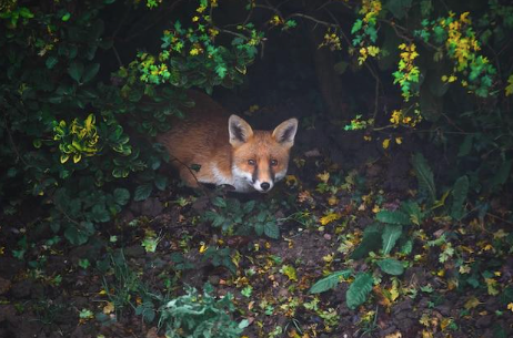 Picture of a fox in the middle of the forest.