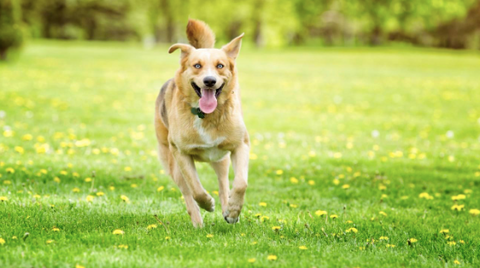A picture of a dog running in the park.