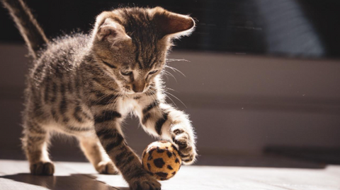 A picture of a baby cat playing with his little ball.