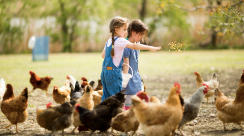 Picture of two little girls feeding the chicken flock.