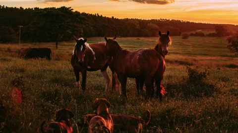 Picture of horses and dogs in nature with a sunset in the background.