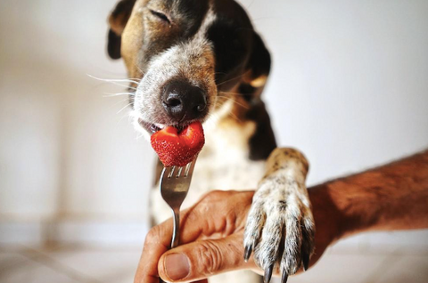 A dog eating a strawberry. 