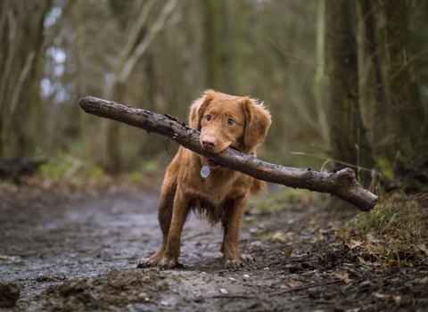 A dog in nature carrying a log bigger than itself in its mouth.