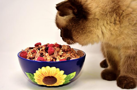 A cat smelling a bowl of dry fruits.