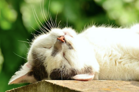 A cat sleeping outside.