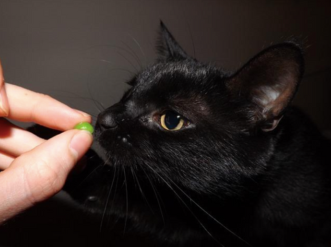 A black cat sniffing something that looks like a pea.