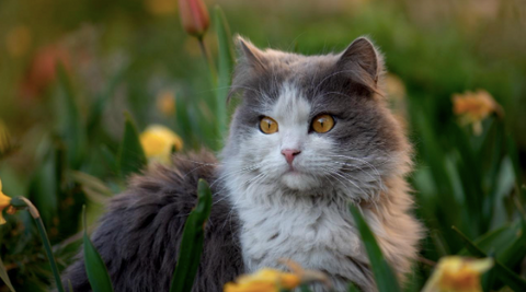A cat sitting in a field of flowers.