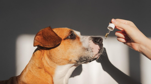 A dog is taking a homeopathic liquid remedy.