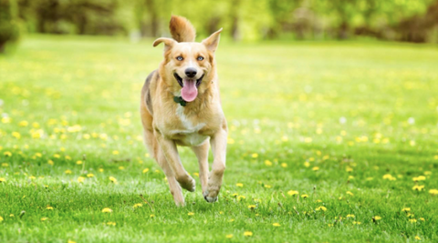 A dog running outside.