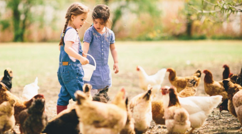Picture of two little girls feeding a chicken flock.