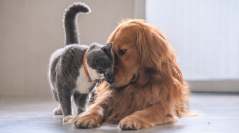 A cat is rubbing his face on a dog's face.