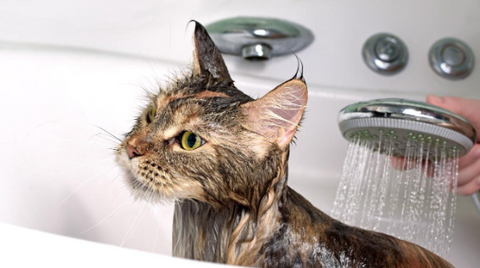A cat having a shower.