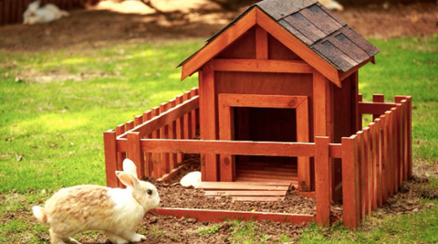 A picture of a rabbit getting inside his little house.