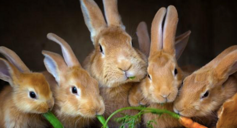 A picture of 5 rabbits eating a carrot.