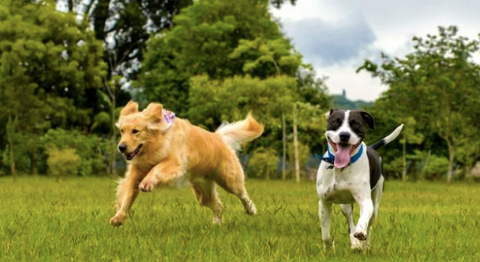 Two dogs are running in the park.