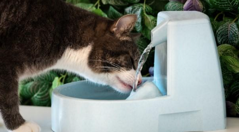 A cat drinking water. 