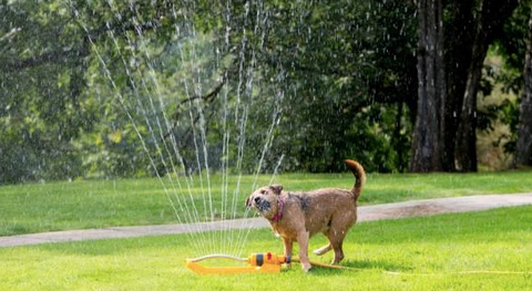 A dog in the garden drinking water.