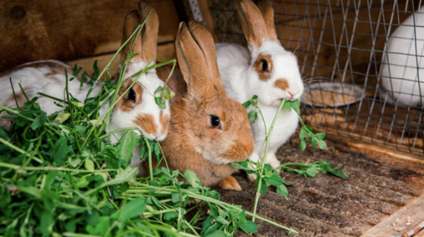 Photo of 3 rabbits eating.