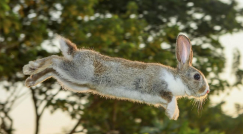 Photo of a rabbit jumping.