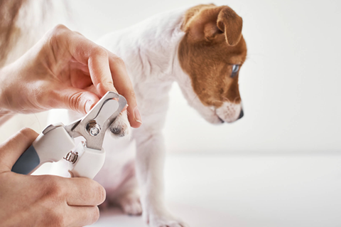 Puppy cutting his nails