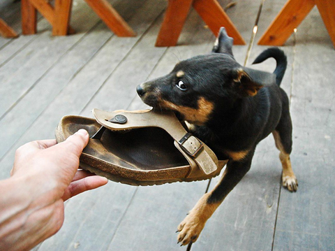 puppy chewing a shoe