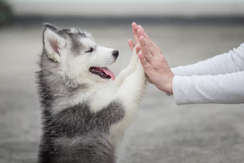 Siberian husky puppy doing hi-fi