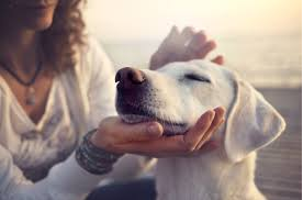 woman petting a dog