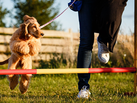 Dog running and jumping an obstacle 