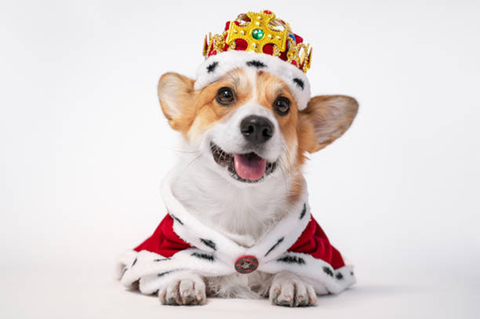 Dog dressed as king