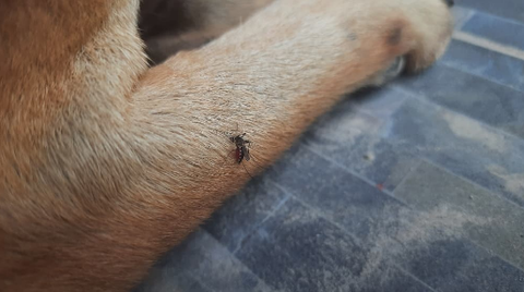 mosquito on a dog's paw