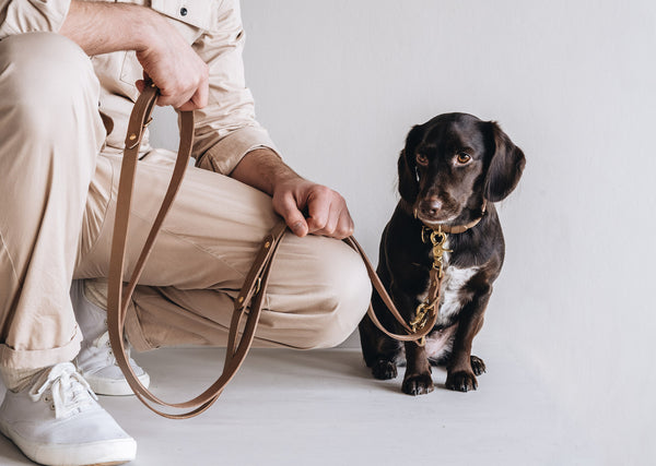 elma shop dog harness