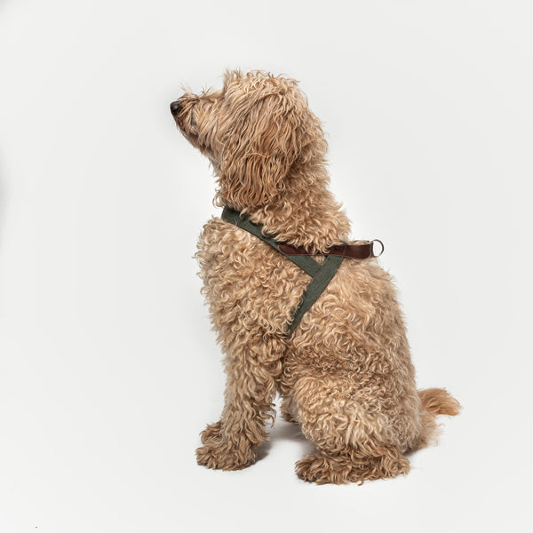 Cloud7: Tivoli Dog Harness in Canvas Leather, Greige – Ginger and Bear