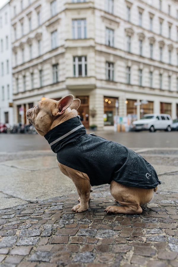 dog rain outfit