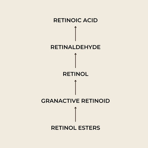 The conversion steps of retinol, from retinol esters to retinoic acid