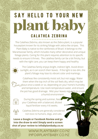 Calathea Zebrina Care Card