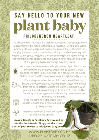 Philodendron Heartleaf care card