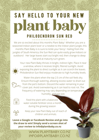 care card Philodendron Sun Red