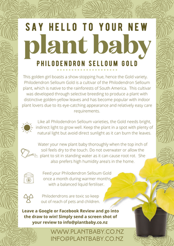 Care card for philodendron seldom Gold
