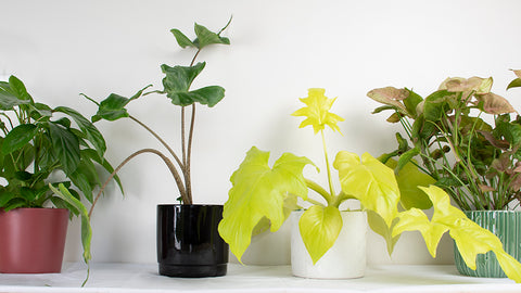 why-you-need-an-indoor-plant-subscription