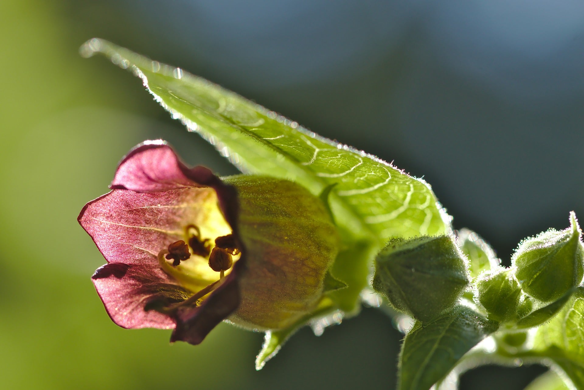 Belladona plant