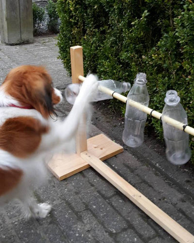 Treat-Dispensing Bottle