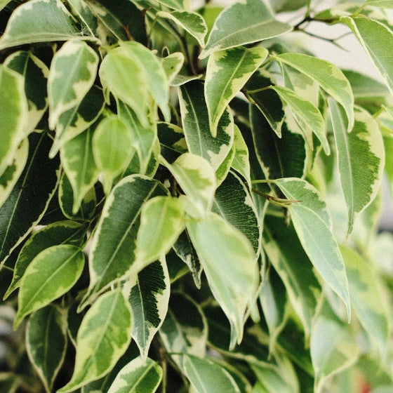 Ficus benjamina - duże rośliny do biura